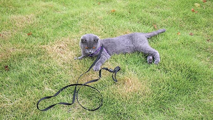 AMAGOOD 6 FT Cat Leash, Strong and Durable Traditional Style Leash with Easy to Use Collar Hook,Cat Lead Great for Cats (3/8 in x 6 ft,Black and Pruple(2-Pack))