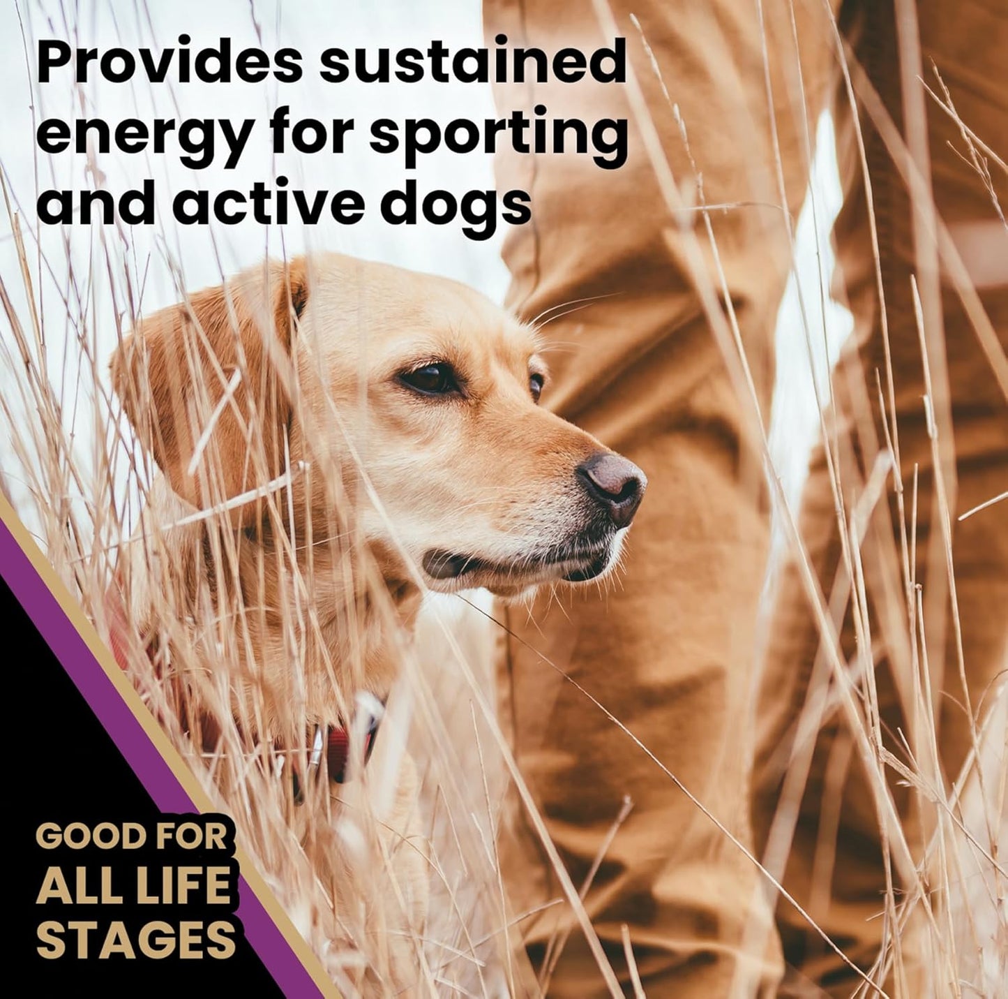 VICTOR Super Premium Dog Food – Professional Dry Dog Food – Super Premium Kibble with 26% Protein – Gluten-Free with Beef, Chicken & Pork Meals – for High Energy and Active Dogs & Puppies, 15lbs