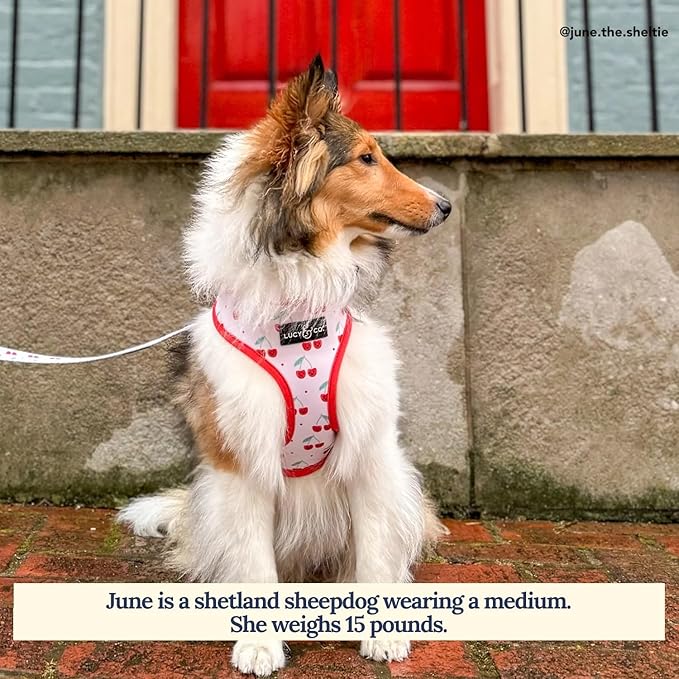 Lucy & Co. Cheery Cherries, Cute Reversible Dog Harness Walking Halter - Best Designer Pet Harnesses for XS - XL Dogs - Padded Adjustable Vest for Easy Walking (Medium)