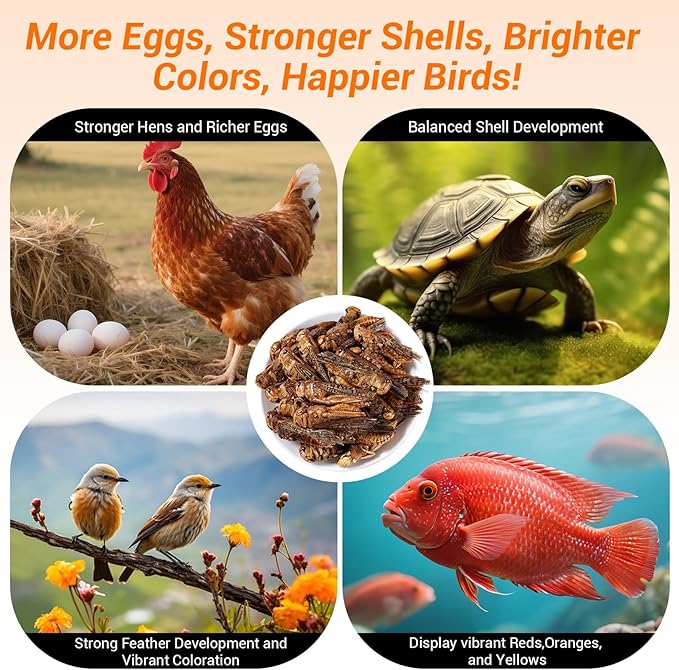 Freeze Dried Grasshoppers - High Protein Reptile & Bird Food, 1lb Resealable Bag for Bearded Dragons, Lizards, Hedgehogs | Natural, No Additives