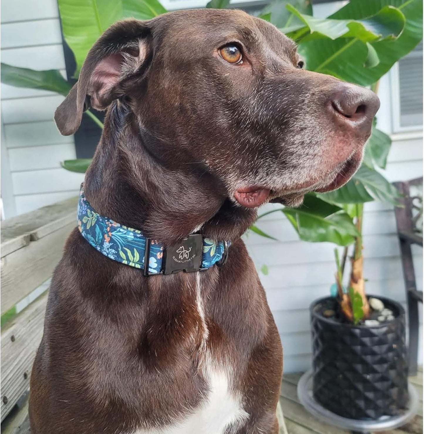 Elegant little tail Dog Collar, Floral Pet Collar Durable Darkblue Flower Dog Collars Male or Female Holiday Pet Gift Adjustable Dog Collar for Large Dogs