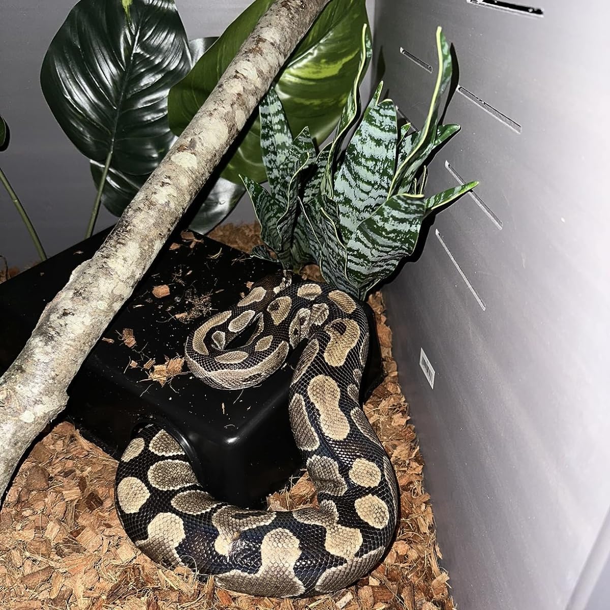 Amypet Reptile Hide Snake Hideout for Different Reptiles Snakes Ball Pythons Use Durable Material Easy to Clean 13.25" L x 8.8" W x 3.1" H (XL)