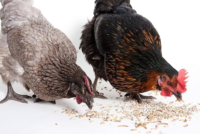 Wild Bird Mealworms & Sunflower Seeds Suet Cakes, High Protein Feed, Pack of 6, Size 4.5"x4.5"x1.0" Poultry Feed, Cattle Feed (4.5"x4.5"x1.0", Mealworms & Sunflower Seeds)