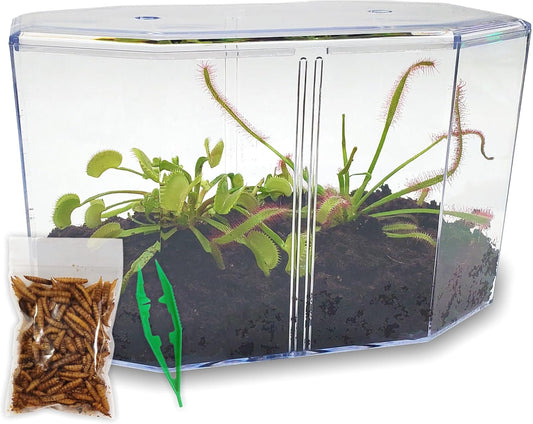 Venus Fly Trap Live Plant + Sundew Plant Set with Terrarium + Carnivorous Plants Food, Feeding Tweezers, Peat and Venus Flytrap + Sundew Carnivorous Plants Live