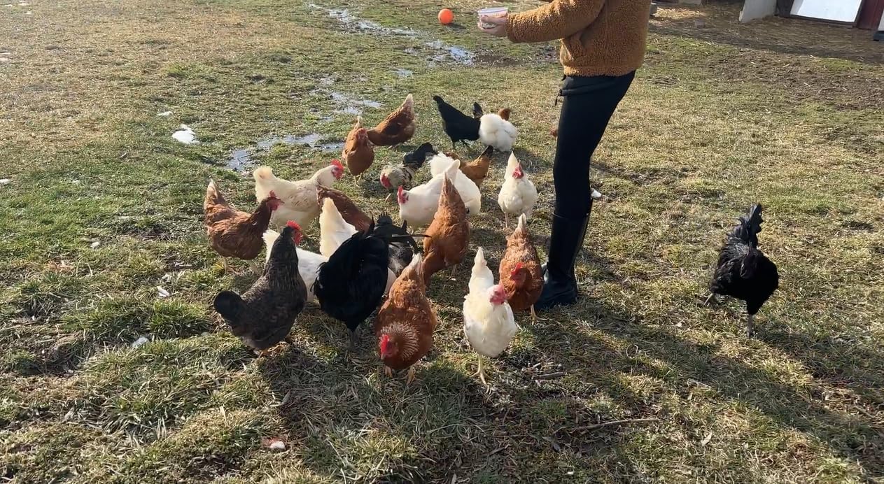 Bulk Dried Mealworms 5Lb Bag -Premium Non-GMO Dried Mealworms for Chicken, Nutritious High Protein - 100% Natural Mealworms for Laying Hens, Birds, Ducks, Chicken Feed