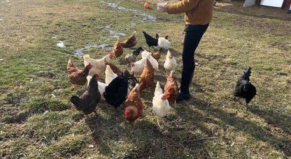 Bulk Dried Mealworms 5Lb Bag -Premium Non-GMO Dried Mealworms for Chicken, Nutritious High Protein - 100% Natural Mealworms for Laying Hens, Birds, Ducks, Chicken Feed