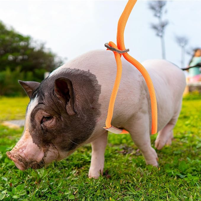 Mini Pig Harness & Leash, Adjustable 8 Feet Long Rope for Small to Medium Pet Pigs