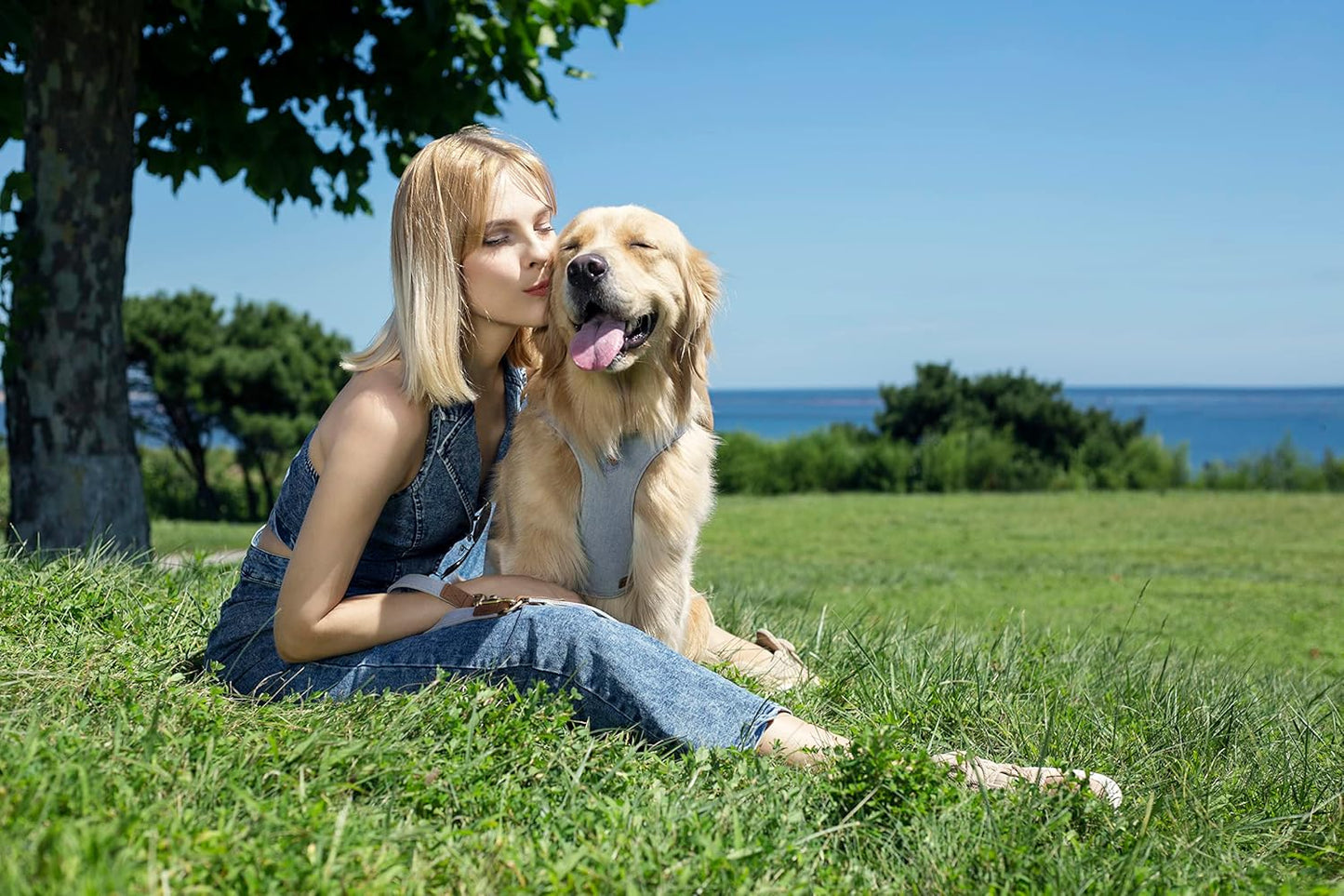 Dog Harness, No Pull Dogs Harness and Multi-Function Leash Set for Medium Dogs Easy Walk Everyday Adjustable Soft Dog Vest Harness Fashionable Dog Accessories Grey Relaxed Medium-Button-Grey Blue