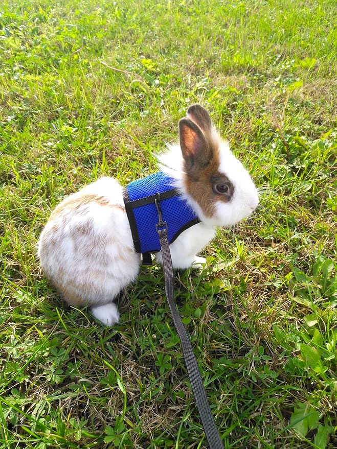 PETTOM Bunny Rabbit Harness with Stretchy Leash Cute Adjustable Buckle Breathable Mesh Vest for Kitten Small Pets Walking (Blue,L)