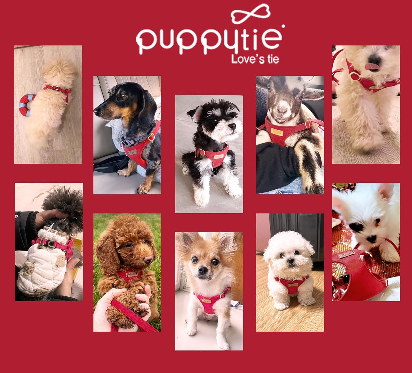 Puppytie No Pull XXS Puppy Harness with Multifunction Dog Leash,Soft Adjustable No Choke Escape Proof Pet Harness Vest,red-Camellia,XXS