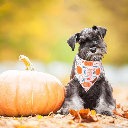 ADOGGYGO Thanksgiving Dog Bandana, Fall Leaves Pumpkin Pet Scarf, Premium Durable Fabric, Adjustable Fit Puppy Thanksgiving Bandanas for Small Dogs Pets (Small)
