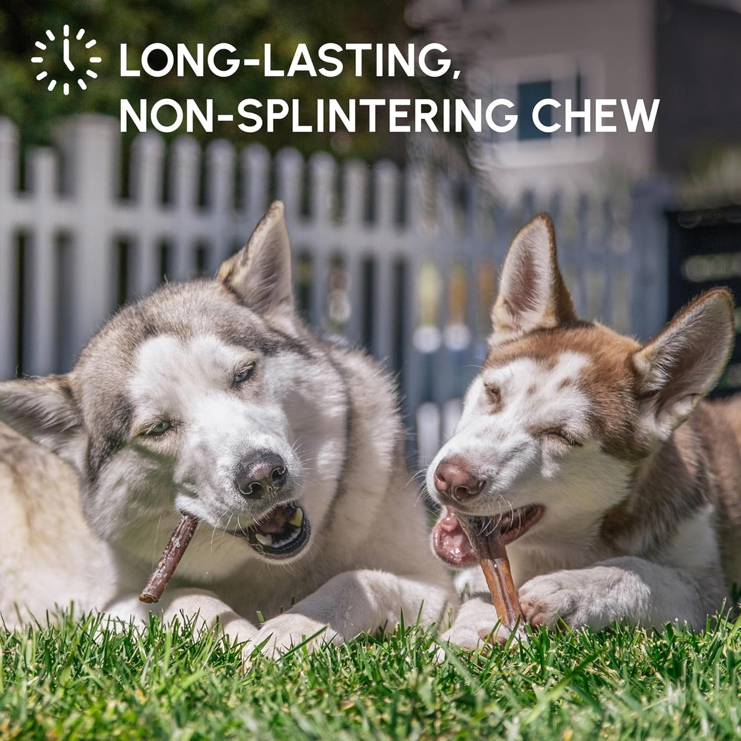 Downtown Pet Supply Bully Sticks for Dogs - Natural 6 Inch Beef Chews, Odor-Free & Rawhide-Free, Long Lasting Dog Treats for Aggressive Chewers - Healthy, Safe & Delicious Chews Dogs Love (10 Pack)