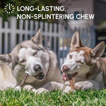 Downtown Pet Supply Bully Sticks for Dogs - Natural 6 Inch Beef Chews, Odor-Free & Rawhide-Free, Long Lasting Dog Treats for Aggressive Chewers - Healthy, Safe & Delicious Chews Dogs Love (10 Pack)