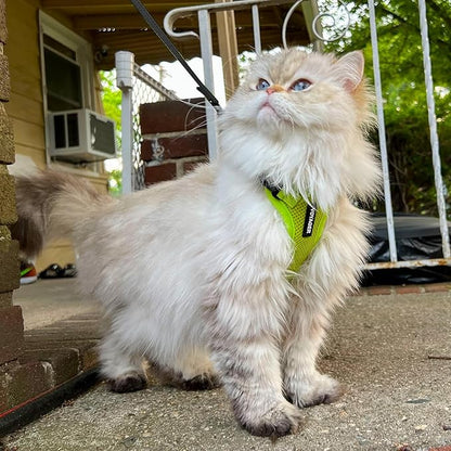 Voyager Step-in Lock Adjustable Cat Harness w. Cat Leash Combo Set with Neoprene Handle 5ft - Supports Small, Medium and Large Breed Cats by Best Pet Supplies - Lime Green, XXXS