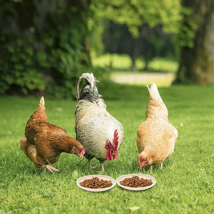 6 Pack Canned Black Soldier Fly Larvae for Reptiles, Fish, Birds and Small Animals, BSF, Healthy High Protein Treat, Reptile Bird Fish Food 7.2 Ounces Total