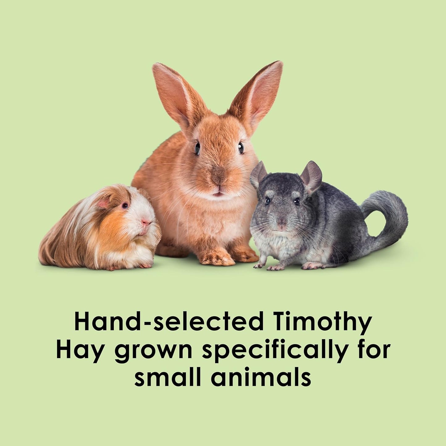 Kaytee Timothy Hay, High Fiber, Grown Specifically for Small Animals, Rabbits, Guinea Pigs, Chinchillas, 2 Pounds