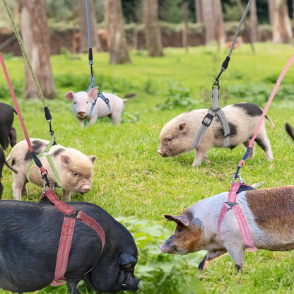 Mini Pig Harness, Adjustable Small Pig Harness with Leash Infinity Style Lead and Soft Foam Handle for Small to Medium Pet Pigs Walking Training Jogging (Gren, XL)