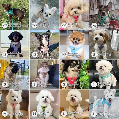 BELLA & PAL Step in Vest Harness for Small and Medium Dogs, No Pull Small Dog Harness with Leash Set, Comfortable Air Mesh Dog Vest Harness with Reflective Strip (Light Green, L)