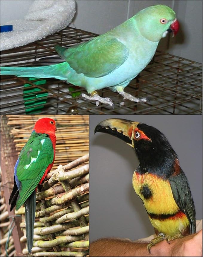 The AVIATOR Pet Bird Harness and Leash: X-Small Red