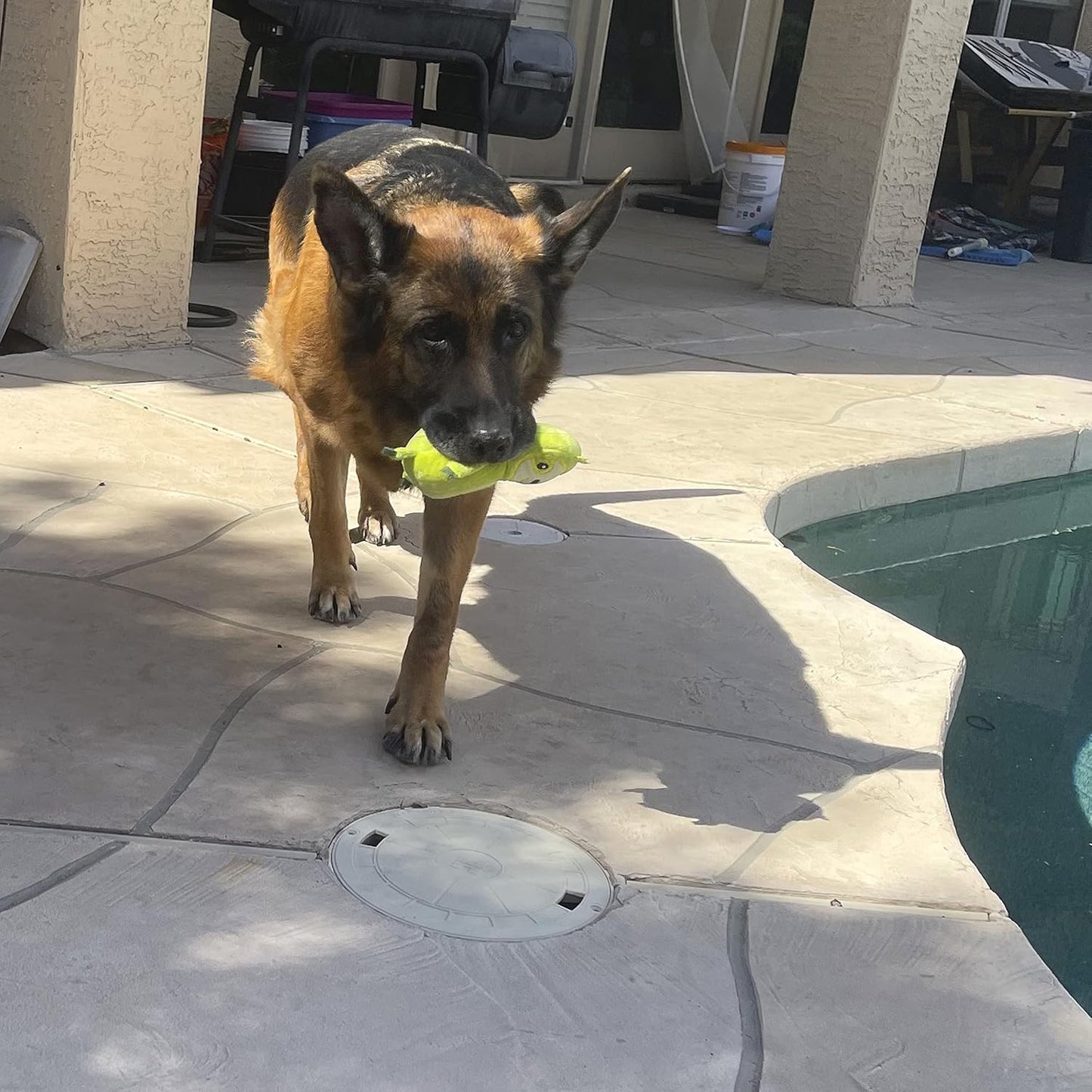 Jalousie Multipack Dog Squeaky Toys Strong Almost Indestructible, with Added Liner for Longer Play Dog Chew Toys (Medium Size - 6 Pack Assorted Animals)