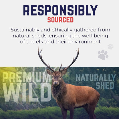 Devil Dog Pet Co. Elk Antlers for Dogs, Medium 5"+, 1 Pack, Grade A Long Lasting Chew for Aggressive Chewers, Premium USA Naturally Shed Antler – Healthy, No Odor, Durable Dog Chew