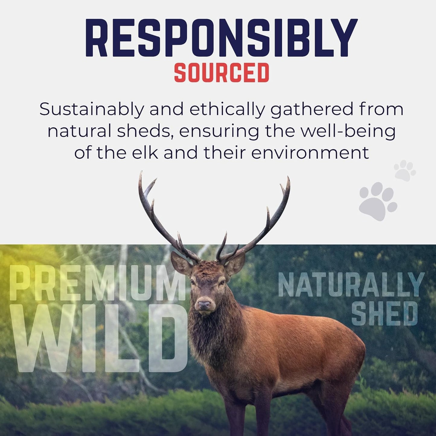 Devil Dog Pet Co. Elk Antlers for Dogs, Jumbo 8"+, 1 Pack, Grade A Long Lasting Chew for Aggressive Chewers, Premium USA Naturally Shed Antler – Healthy, No Odor, Durable Dog Chew