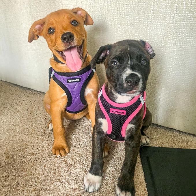 Best Pet Supplies - All Weather Mesh / Plush, Reflective, No Pull Harness for Small, Medium Dogs, Cats - Secure with Hook & Loop Fastener, Buckle, Double D-Rings - Purple Faux Leather, XS