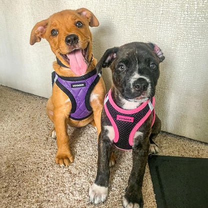 Best Pet Supplies - All Weather Mesh / Plush, Reflective, No Pull Harness for Small, Medium Dogs, Cats - Secure with Hook & Loop Fastener, Buckle, Double D-Rings - Purple Faux Leather, XS