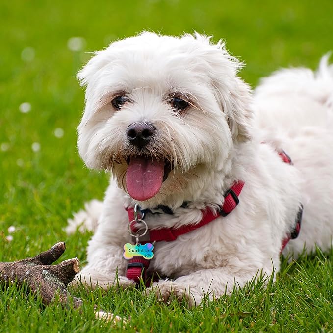 Anavia Small Size Dog Cat ID Tags, Small/XS Personalized Color Plated Stainless Steel Puppy Kitten Name Tags, Customized Engraved Nameplate Pet Collar Tag (Rainbow, Bone)