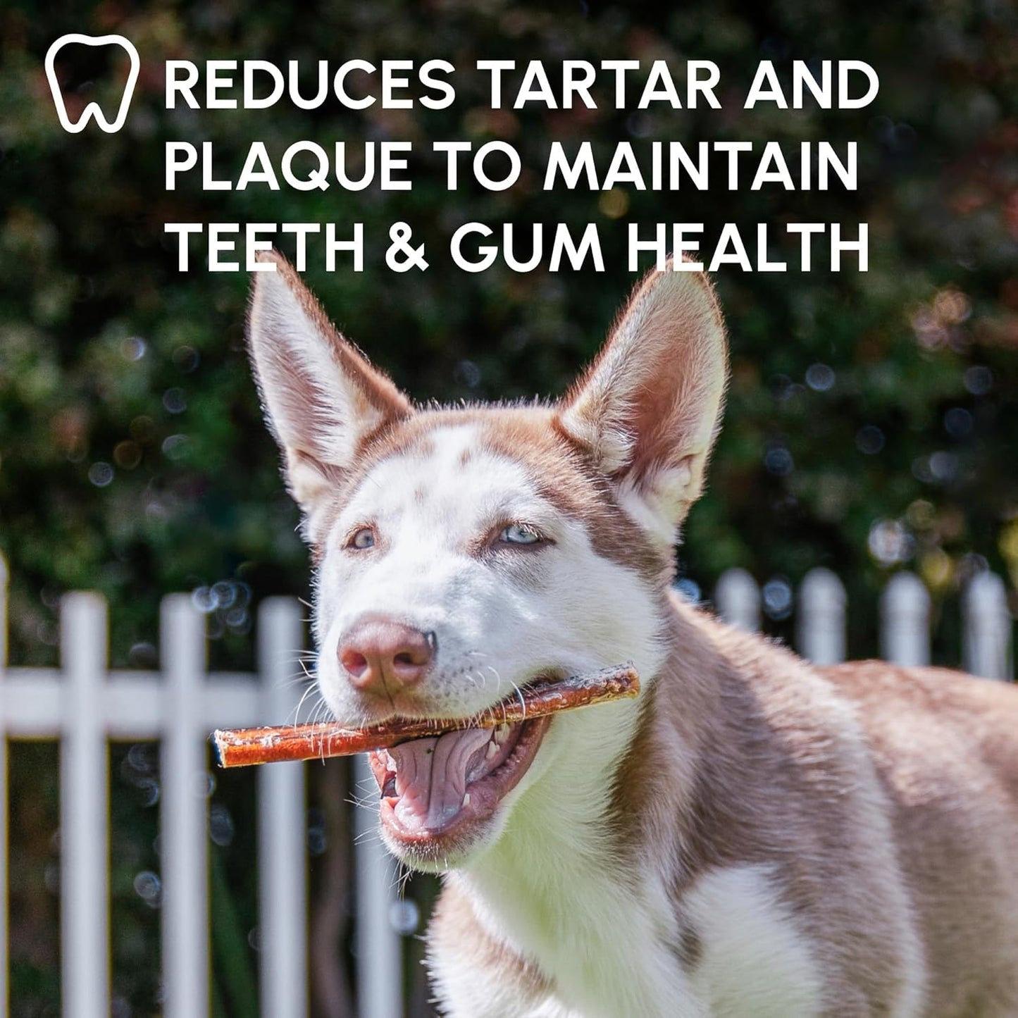 Downtown Pet Supply Bully Sticks for Dogs - Natural 6 Inch Beef Chews, Odor-Free & Rawhide-Free, Long Lasting Dog Treats for Aggressive Chewers - Healthy, Safe & Delicious Chews Dogs Love (10 Pack)