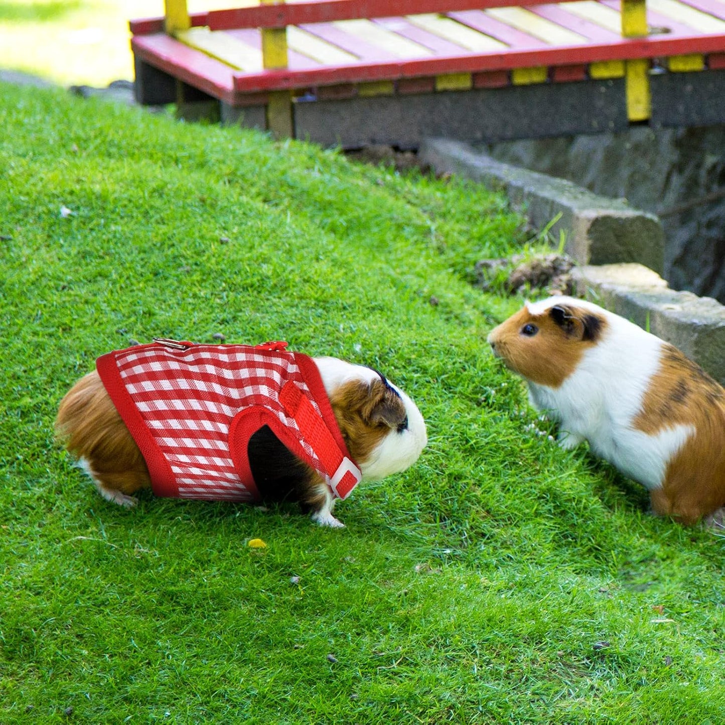 Weewooday 3 Pieces Guinea Pig Harness with Leash Small Pet Harness Fruit Plaid Pattern Adjustable Padded Walking Vest for Pet Hamster Squirrel Animals(Pineapple, Red Plaid, Strawberry,Small)