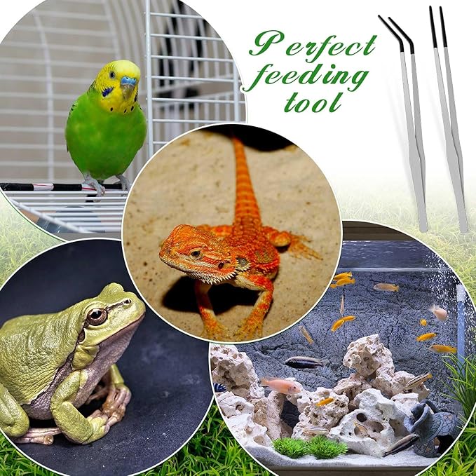 Lasnten 2 Pcs Extra Long Stainless Steel Reptile Feeding Tongs with Rubber Tip Bearded Dragon Aquarium Straight and Curved Long Tweezer Terrarium Feeder Tool for Tank(Silver, 15 Inch)