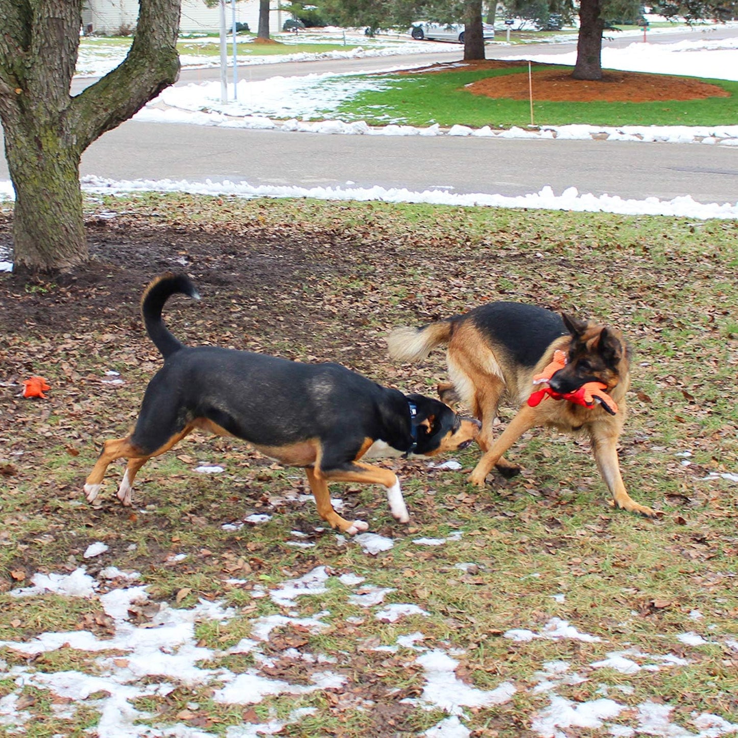 Jalousie Multipack Dog Squeaky Toys Strong Almost Indestructible, with Added Liner for Longer Play Dog Chew Toys (5 Pack Tough)