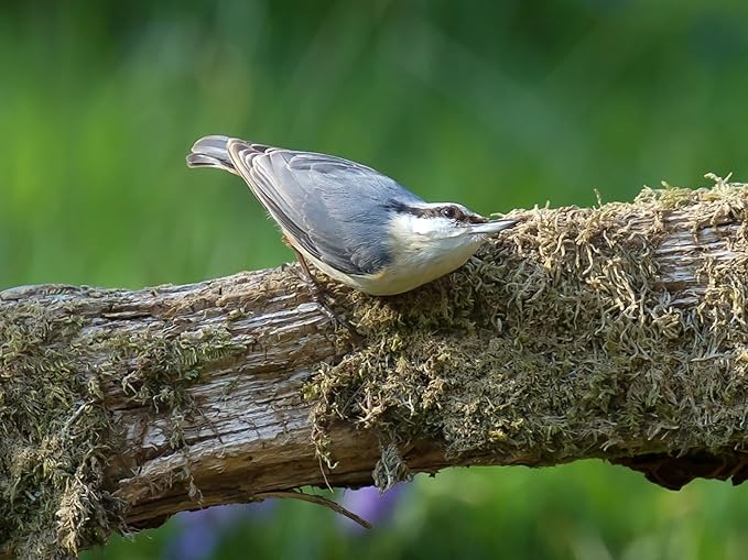 Birdseed Cylinders with Hole - Bird Seed for Outside Wild Birds (Small Cylinder, Tweet Treats 6pc)