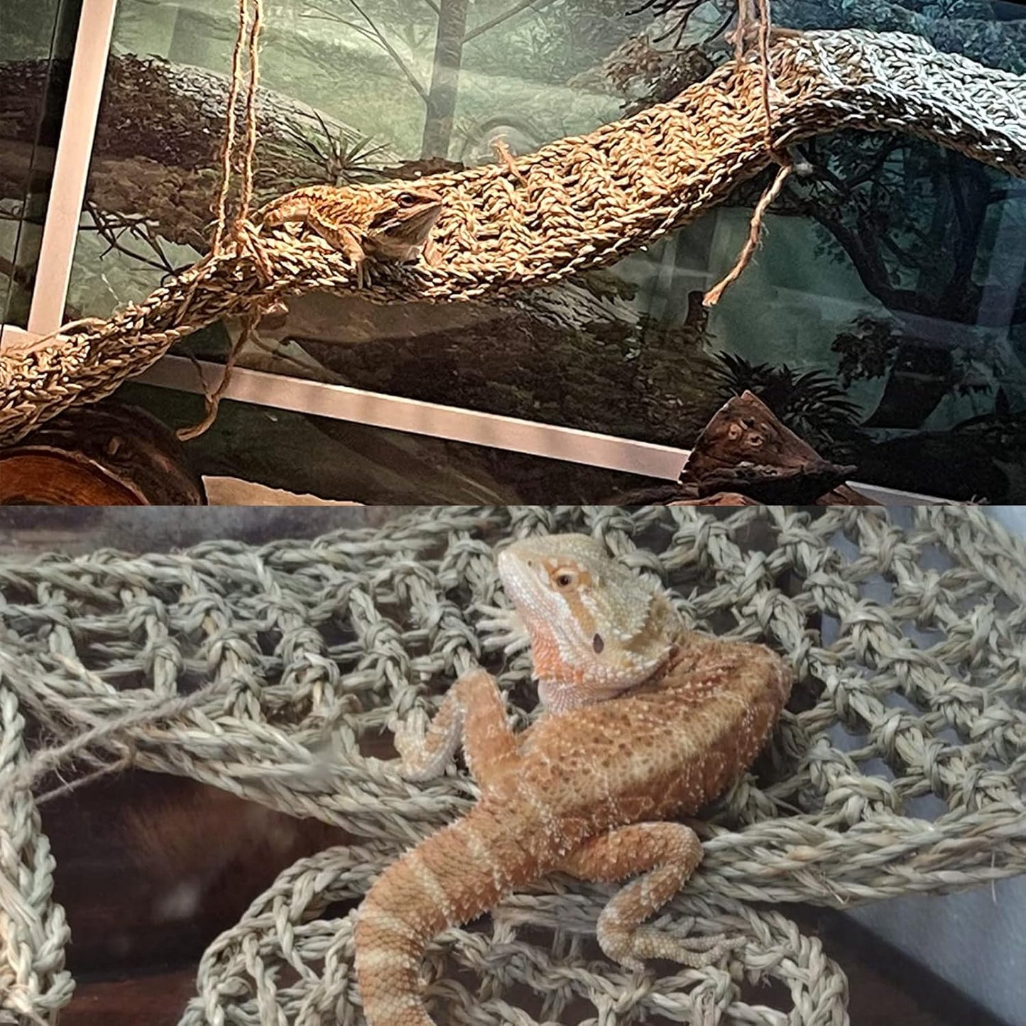 PINVNBY Reptile Dinosaur Skull Decor,Bearded Dragon Tank Accessories,Reptiles Resin Triceratops Skull Cave Lizard Hammock Amphibians Habitat Hideouts Decorations for Lizards Spider Gecko Chameleon