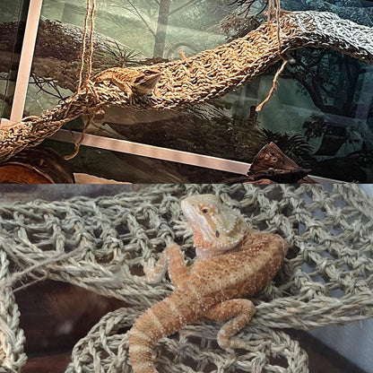 PINVNBY Reptile Dinosaur Skull Decor,Bearded Dragon Tank Accessories,Reptiles Resin Triceratops Skull Cave Lizard Hammock Amphibians Habitat Hideouts Decorations for Lizards Spider Gecko Chameleon