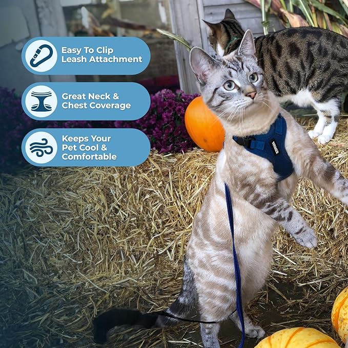 Voyager Step-in Lock Adjustable Cat Harness w. Cat Leash Combo Set with Neoprene Handle 5ft - Supports Small, Medium and Large Breed Cats by Best Pet Supplies - Royal Blue, S