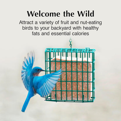 C&S Fruit n’ Nut Suet Treat, Suet Cakes for Wild Birds Including Robins, Blue Jays, Bluebirds, Tanagers, Thrushes and More, 8 Pack