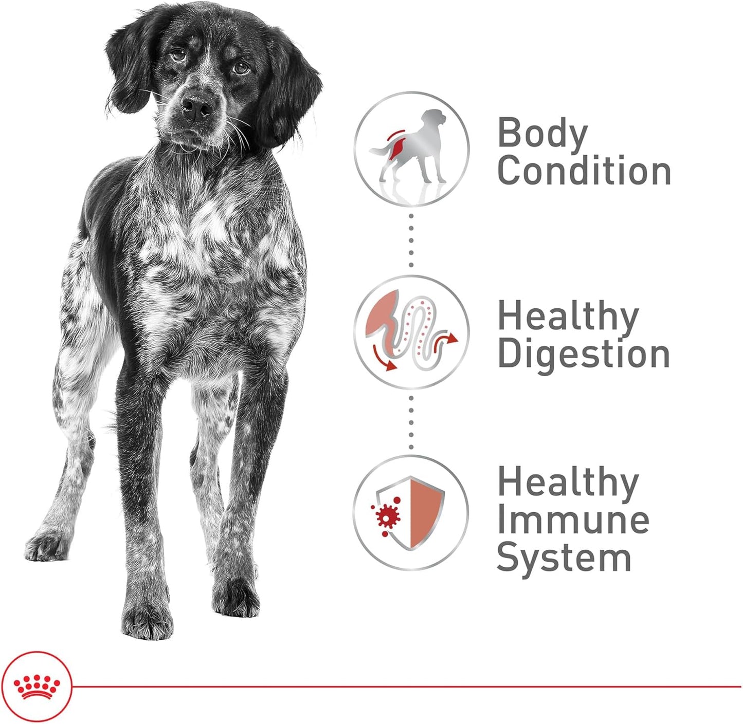 Royal Canin Size Health Nutrition Medium Adult Dry Dog Food, 4 lb Bag