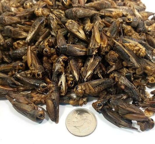 Aquatic Foods Inc. Crickets - Freeze Dried Crickets for Tropical Fish, Reptiles, Turtles, Tortoises Frogs, Hamsters, Birds, Rodents…8oz Med Jar