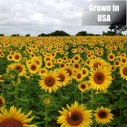 Wildlife Black Oil Sunflower Seeds for Birds and Wildlife, Non-GMO & USA Grown on Small Farms (25 lbs)
