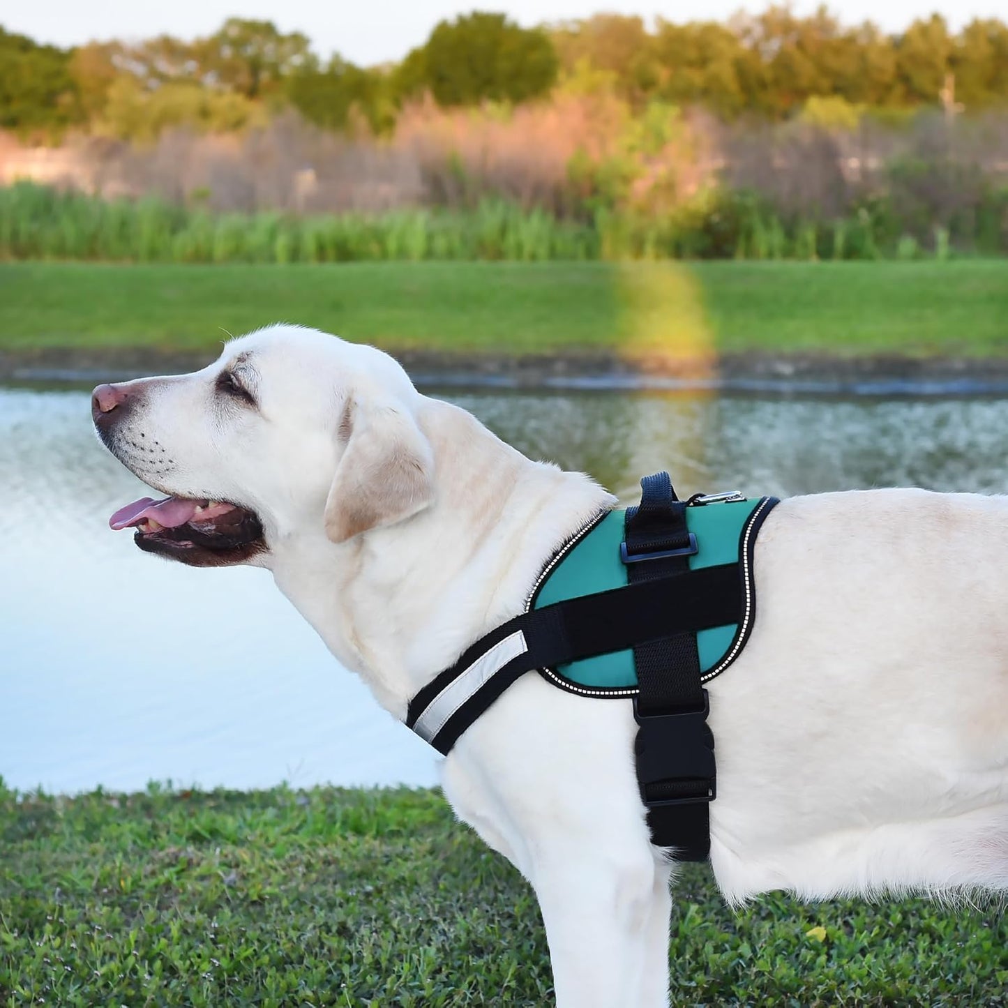 Dogline Dog Harness, Reflective No-Pull Adjustable Vest with Handle for Walking, Training, Breathable, No - Choke Harness for Small, Medium or Large Dogs Room for Patches Girth 15 to 18 in Turquoise