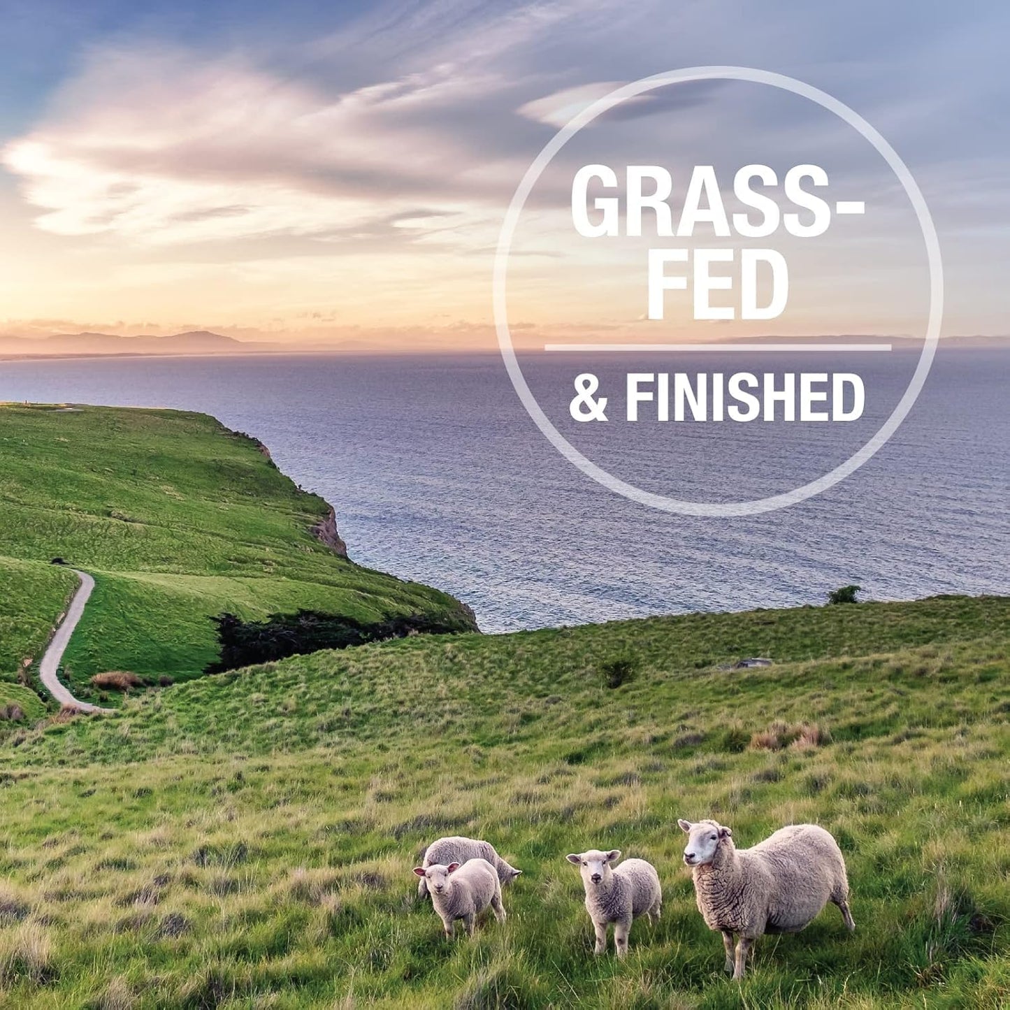 Feline Natural Grain-Free Freeze-Dried Cat Food, New Zealand Lamb & Venison 11oz