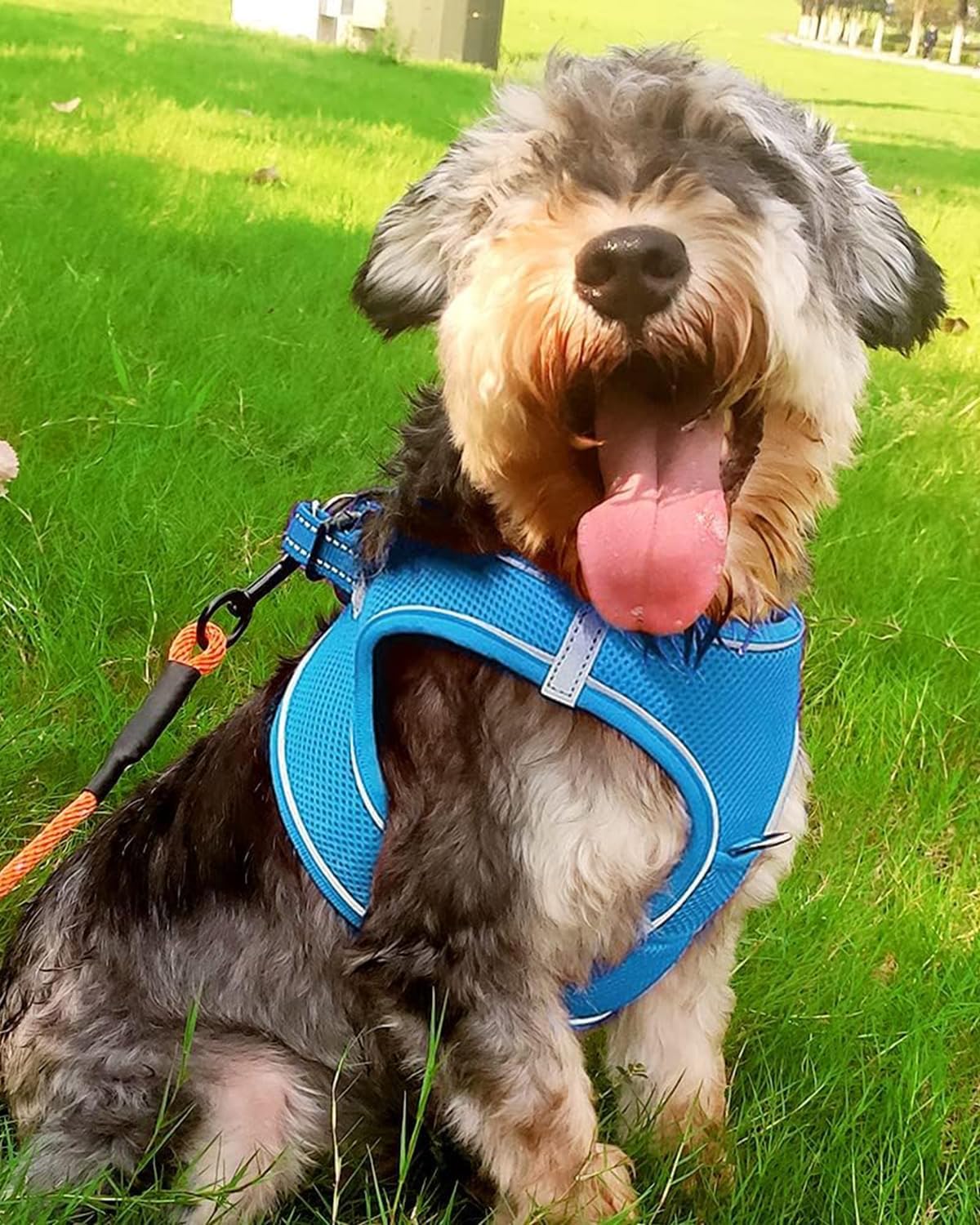 Joytale Small Dog Harness, Breathable Mesh Step-in Vest, Reflective Soft Padded Harnesses for Small and Medium Dogs, Sky Blue, L