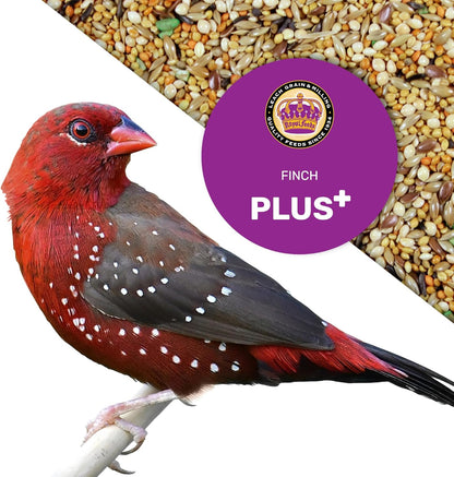 JEDDS Fine Avian & Pet Products Finch Plus 5 Lbs, Nut Free, No Waste Bird Seed Mix, Birdseed for Finches and Small Birds, Premium Finch Food, Bird Food, Bird Feed for Energy, Growth and Digestion