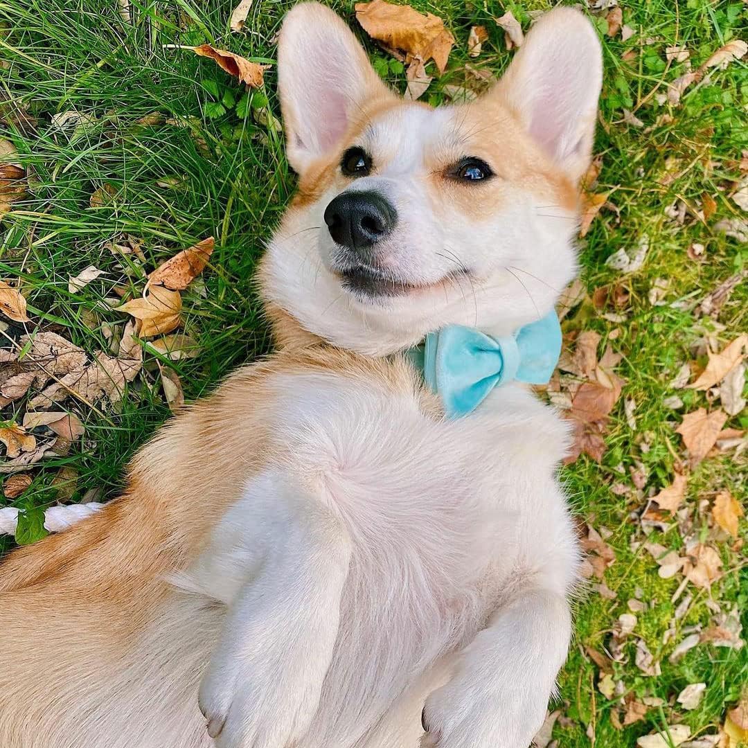 PETDURO Personalized Dog Collar Mint Blue Soft Velvet for Large Medium Small Boy Girl Dogs - Custom Collar with Name Phone Number Engraved on Gold Metal Buckle - Add Leash Bow Set via Customize Now