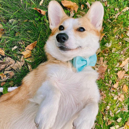 PETDURO Personalized Dog Collar Mint Blue Soft Velvet for Large Medium Small Boy Girl Dogs - Custom Collar with Name Phone Number Engraved on Gold Metal Buckle - Add Leash Bow Set via Customize Now