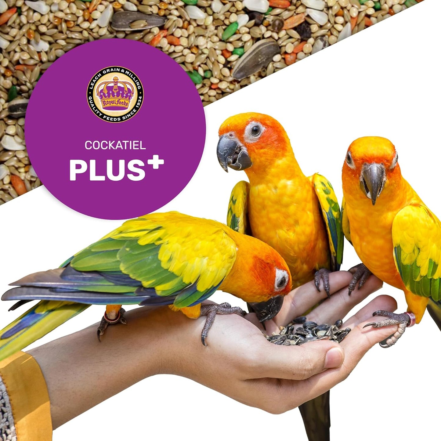 Cockatiel Plus 5 Lbs, Cockatiel Bird Seed, Nutrient-Rich Mixed Birdseeds, Bird Food for Cockatiels, Natural Mixed Seeds for Other Small Parrot, Support Daily Growth Energy and Healthy Balanced Diet