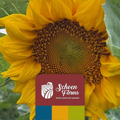 Schoen Farms Bright White Safflower Seeds for Cardinals, Jays, Finch, Dove and Others | 7 lbs (3.18 kg.)