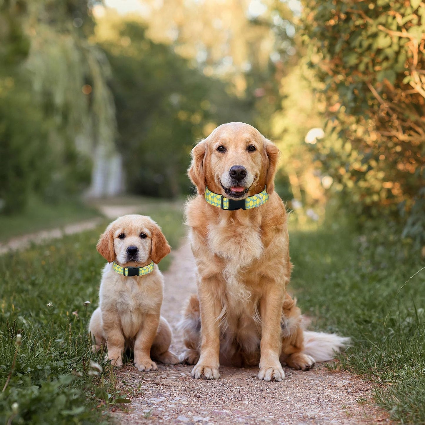 Yellow Green Lemon Slice Fruit Pet Collar Cat Dog Neck Strap Quick Release Buckle Adjustable Female Male Puppy Corgi